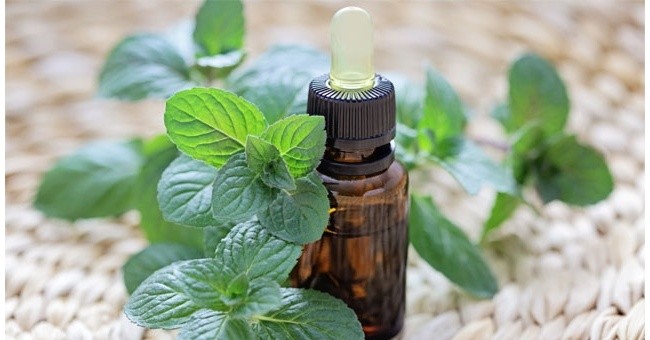 Olio essenziale di menta, fresco benessere
