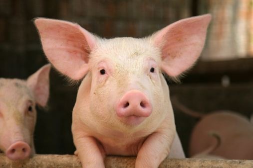 Anche in Italia carne di suino senza antibiotici