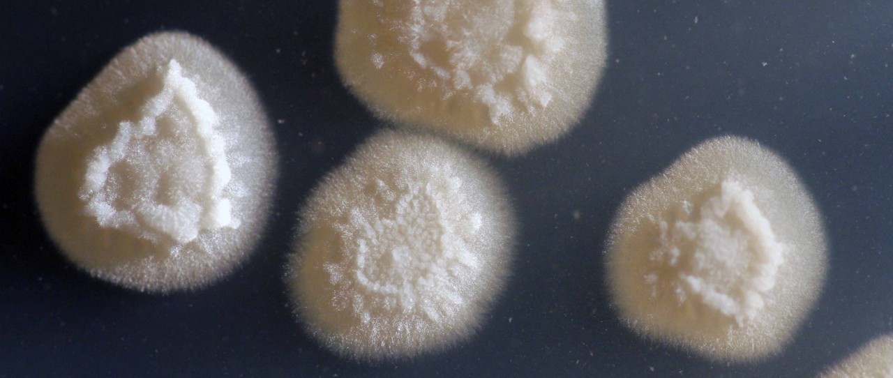 Biodiesel dal lievito