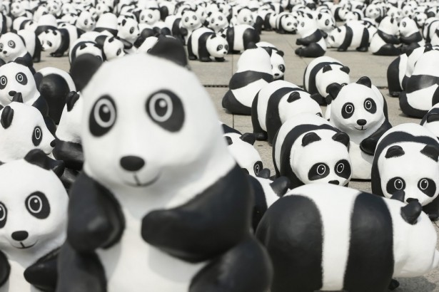 pandini-wwf