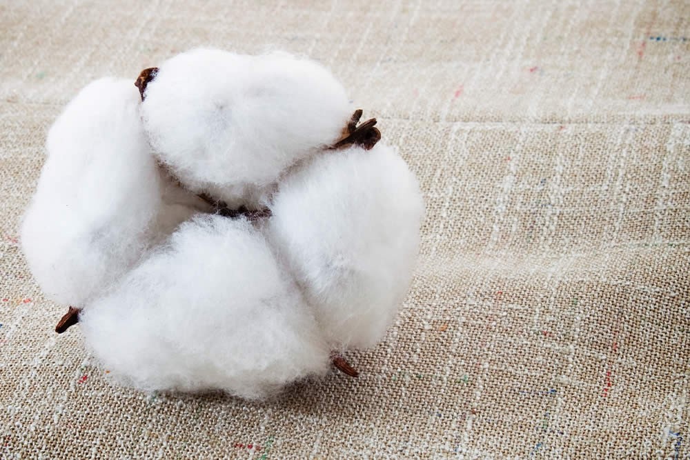 cotone