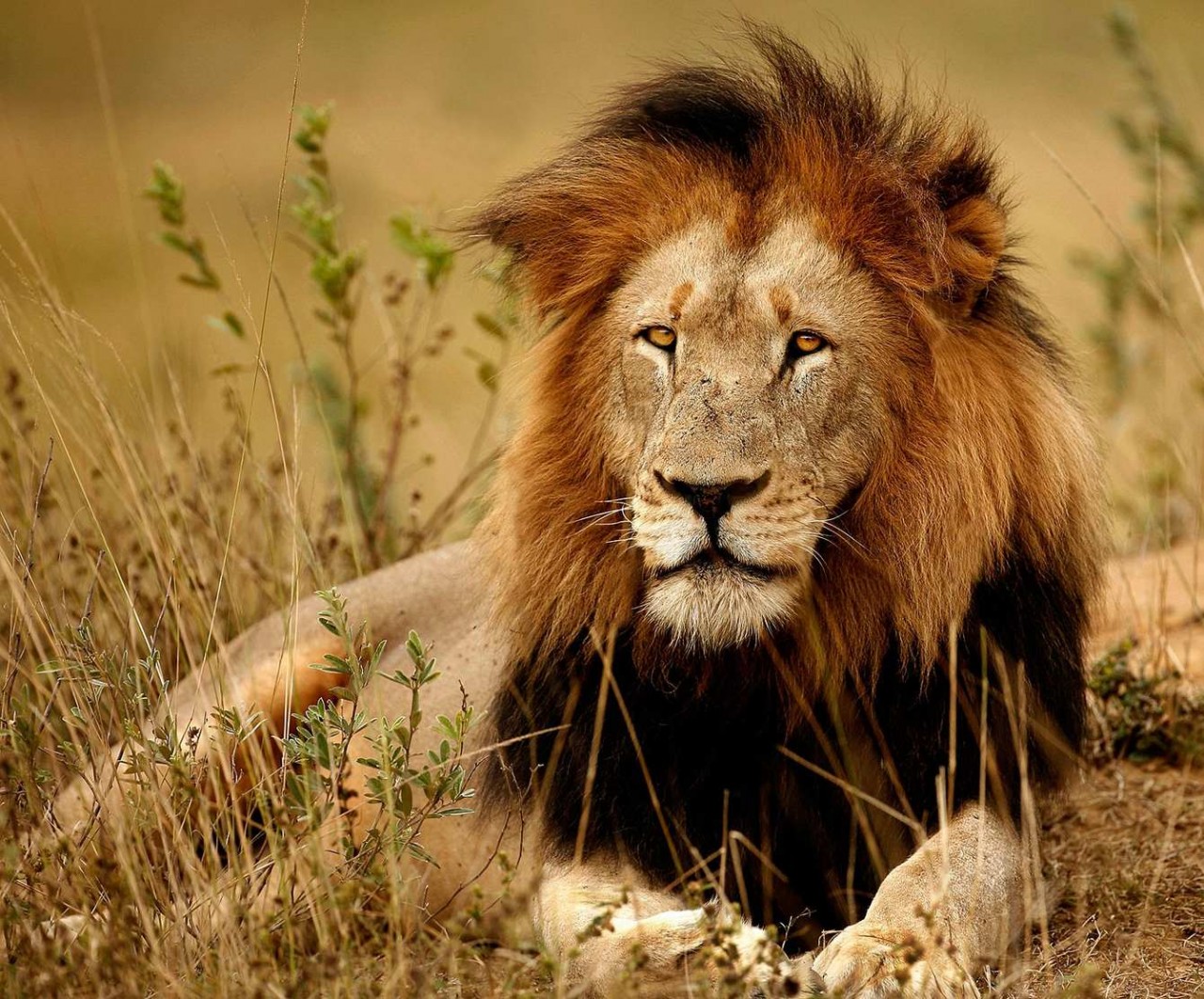 Il Sudafrica è a portata di clic